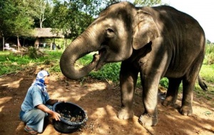 na samui predlagayut eksklyuzivnyi kofe iz pometa slonov На Самуи предлагают эксклюзивный кофе из помета слонов