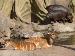 posetiteli bioparka valensii stali svidetelyami rojdeniya detenysha antilopy Посетители биопарка Валенсии стали свидетелями рождения детеныша антилопы