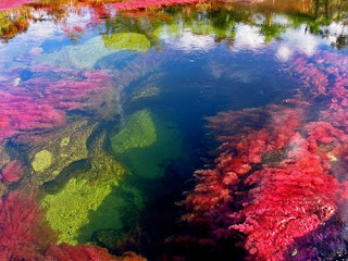 raznocvetnaya reka v kolumbii Разноцветная река в Колумбии