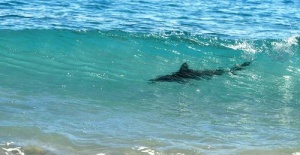 shest plyajei barselony zakryty iz za akul Шесть пляжей Барселоны закрыты из за акул
