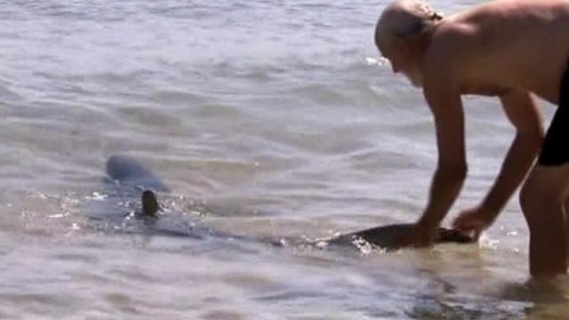 turist iz uelsa rukami ottashil akulu ot berega na plyaje v avstralii Турист из Уэльса руками оттащил акулу от берега на пляже в Австралии