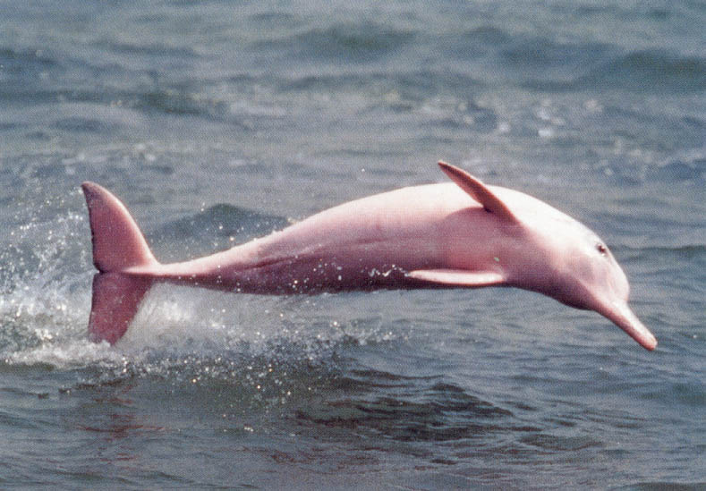 v basseine reki amazonka mojno uvidet rozovyh delfinov В бассейне реки Амазонка можно увидеть розовых дельфинов