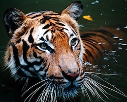 v indii snyali zapret na «tigrovyi turizm» В Индии сняли запрет на «тигровый туризм»