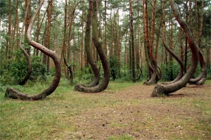 v polshe mojno uvidet «krivoi les» В Польше можно увидеть «Кривой лес»
