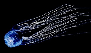 v tailande sozdadut sistemu zashity turistov ot meduz В Таиланде создадут систему защиты туристов от медуз