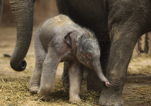 v zooparke gannovera rodilsya slonenok В зоопарке Ганновера родился слоненок