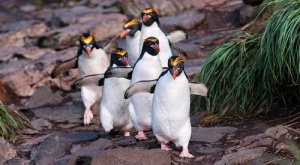 v zooparke shenbrunn poyavilis ptency hohlatyh pingvinov В зоопарке Шенбрунн появились птенцы хохлатых пингвинов