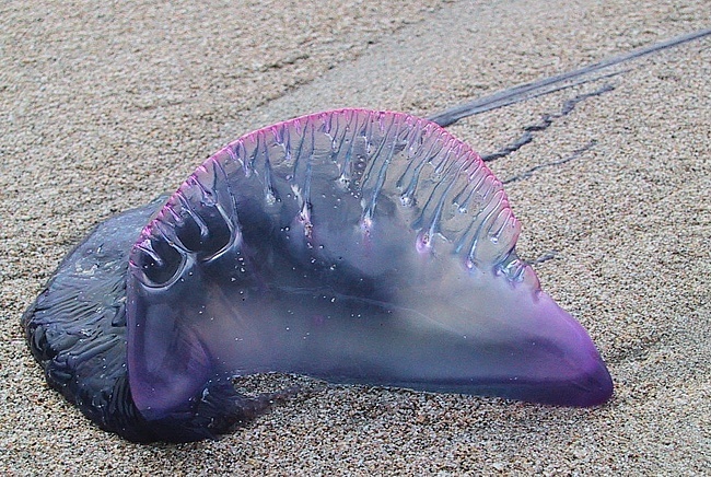 yadovitye meduzy atakovali plyaji phuketa Ядовитые медузы атаковали пляжи Пхукета