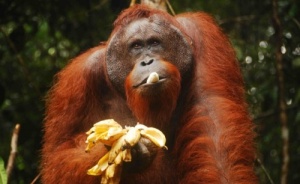 zoopark elche popolnilsya redkim orangutanom Зоопарк Эльче пополнился редким орангутаном