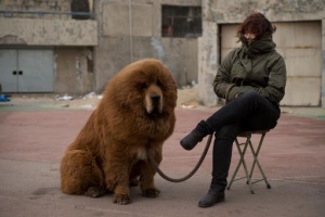 zoopark v kitae popytalsya vydat tibetskogo mastifa za lva Зоопарк в Китае попытался выдать тибетского мастифа за льва