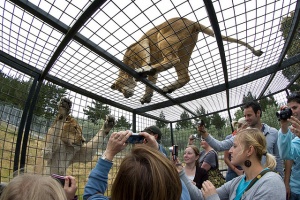 zoopark v kraistcherche predlagaet posmotret na lvov iz kletki Зоопарк в Крайстчерче предлагает посмотреть на львов из клетки