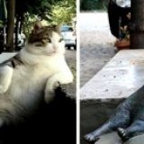 Памятник задумчивому коту украли в Стамбуле