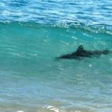 Шесть пляжей Барселоны закрыты из-за акул