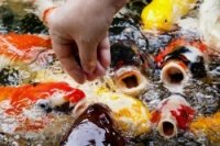 06ce003d8 200x133 Карта сайта