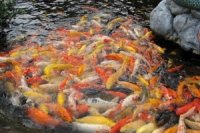 106d15cf7 200x133 Карта сайта