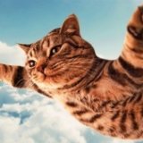 Кот стал причиной экстренной посадки самолета
