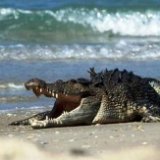 Крокодил напугал россиян в Гоа