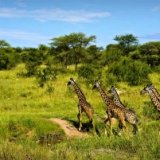 Власти Кении призывают туристов не отказываться от поездок