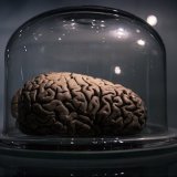 33 удивительных факта о человеческом мозге
