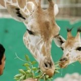 В Дубае откроется новый зоопарк