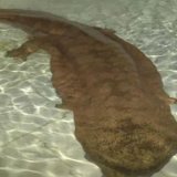 В Китае обнаружили исполинскую саламандру
