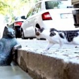В Стамбуле открыли памятник ленивому коту Томбили
