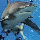 Еще одно нападение акулы со смертельным исходом произошло на Реюньоне