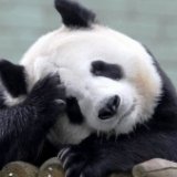 Зоопарк Эдинбурга показал забавное видео с пандой
