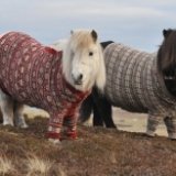 Пони в свитерах представят туристам природные красоты Шотландии