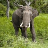 Слоны бунтуют против погонщиков