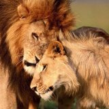 В следующие 20 лет Африка потеряет до 50% популяции львов