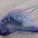 Нашествие токсических медуз привело к закрытию пляжей Кадиса