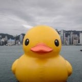 Гонконг прощается с гигантской желтой уткой