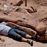 Палеонтологи обнаружили останки самых больших динозавров
