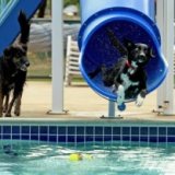 В Испании открылся аквапарк для собак