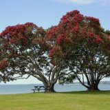 В Новой Зеландии пройдет фестиваль дерева похутукава