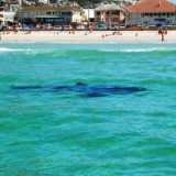 Акула распугала отдыхающих на пляже недалеко от Рима