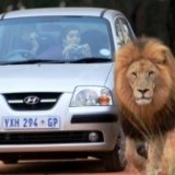 Лев убил туристку в ЮАР во время сафари