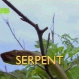 Змеи (Serpent)
