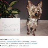 Пользователи интернета призывают спасти собаку испанки, больной Эболой