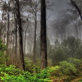 Девять интересных фактов о лесе