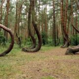 В Польше можно увидеть «Кривой лес»