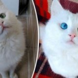 Эксперты выбрали самого красивого в мире кота