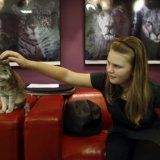 Питерское кафе предлагает поиграть с кошками за чашечкой кофе