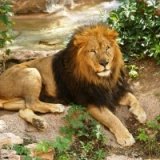 Мужчина прыгнул в вольер со львами в зоопарке Барселоны