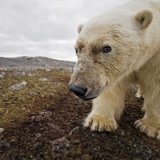 Белый медведь напал на туристов в Шпицбергене