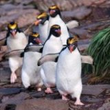 В зоопарке Шенбрунн появились птенцы хохлатых пингвинов