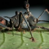 Зомбирование в природе: Гриб, управляющий насекомыми