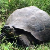 Неизвестный науке вид черепах прятался среди сородичей