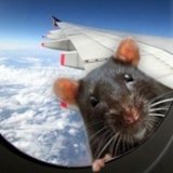 Пассажирский самолет экстренно приземлился из-за крысы на борту